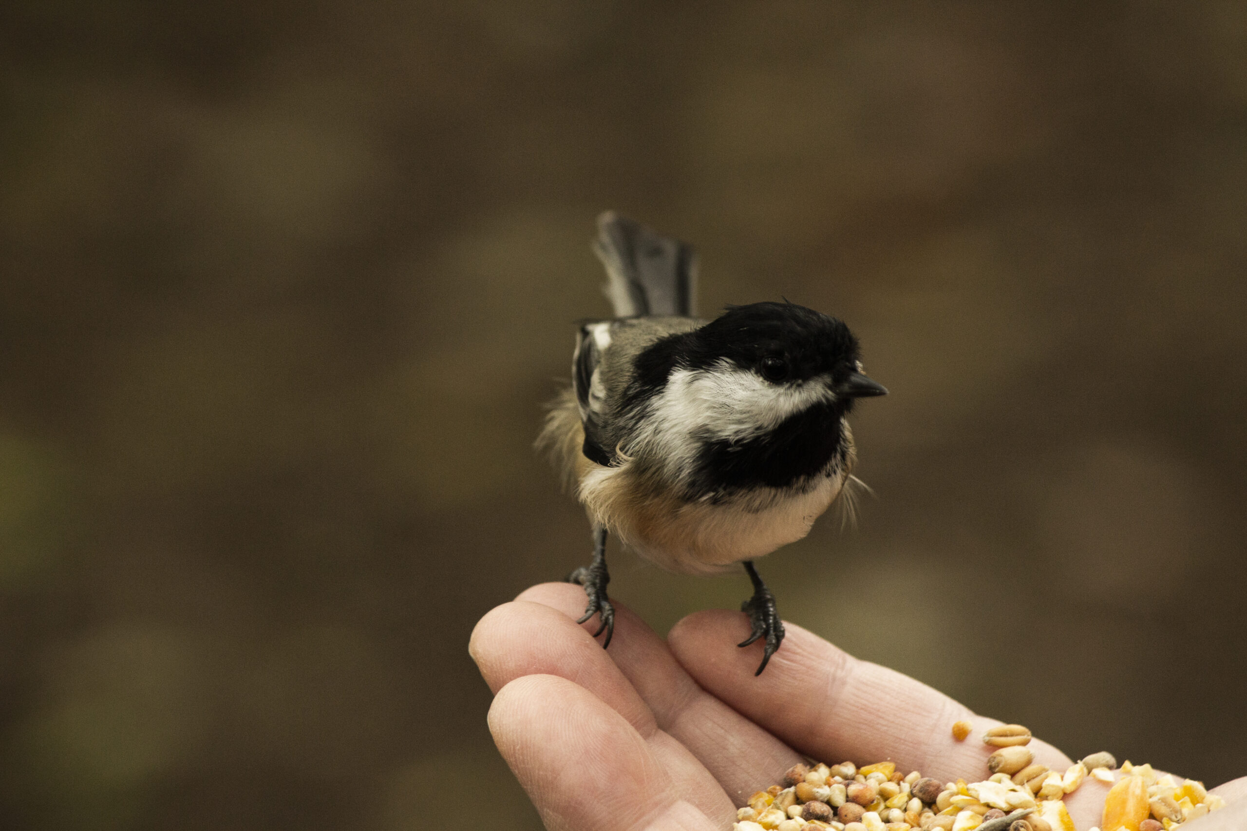 A Photographic Study of Animals