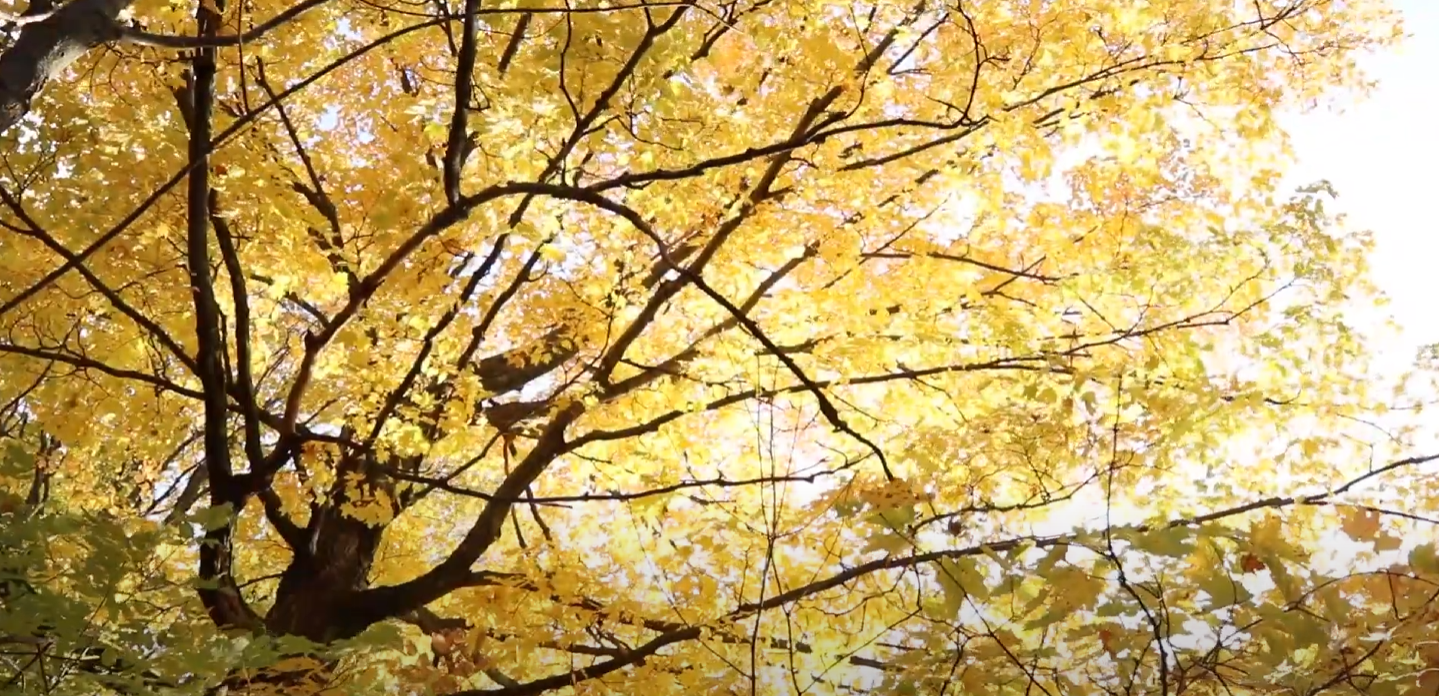 Save the Nottinghill Woods